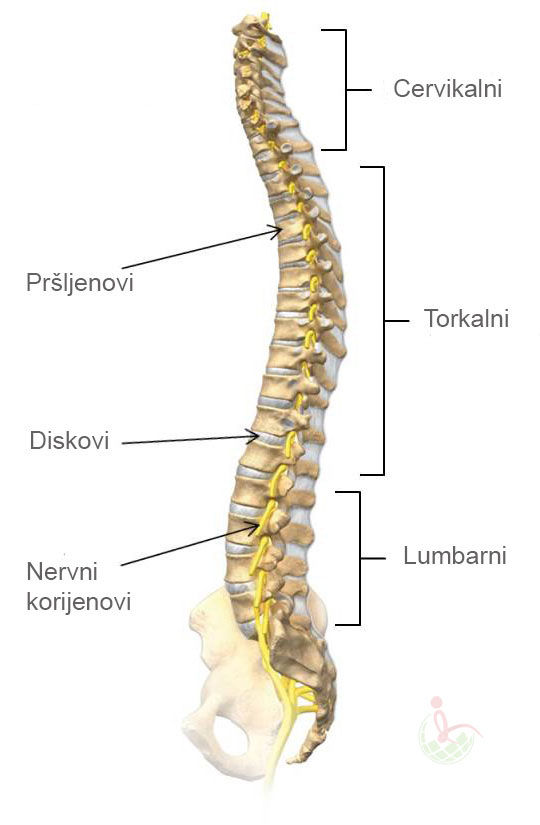 Kičmeni stub i pršljenovi - Hendi portal